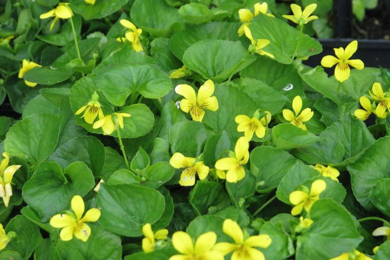 Viola glabella, Evergreen Violet, Pioneer Violet, Smooth Yellow Violet, Stream Violet, Shade plants, shade perennial, Yellow Violets, violet flowers, plants for shade
