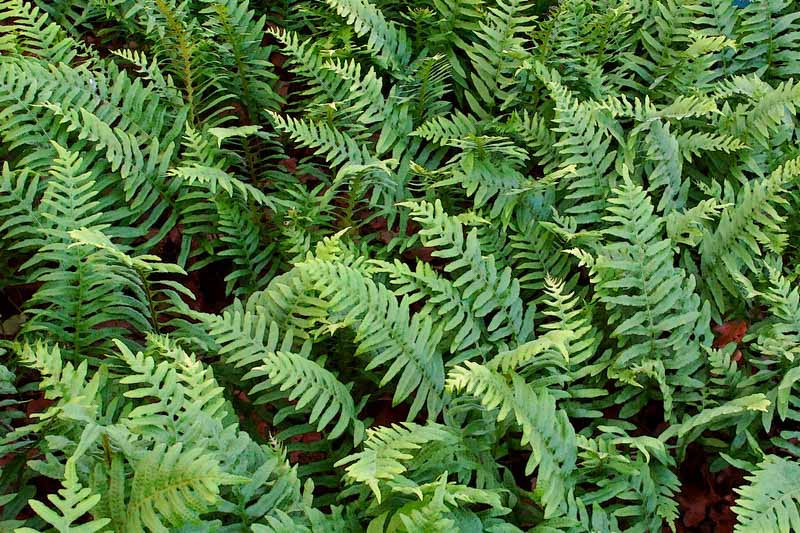 Polypodium, polypody, rockcap fern, polypodies, native ferns