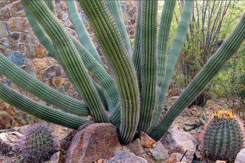 Stenocereus thurberi, Organ Pipe Cactus, Organpipe Cactus, Organ-Pipe Cactus, Cereus thurberi, Lemaireocereus thurberi, Marshallocereus thurberi, Neolemaireocereus thurberi, Pilocereus thurberi, Rathbunia thurberi , Columnar Cactus, Columnar Succulent