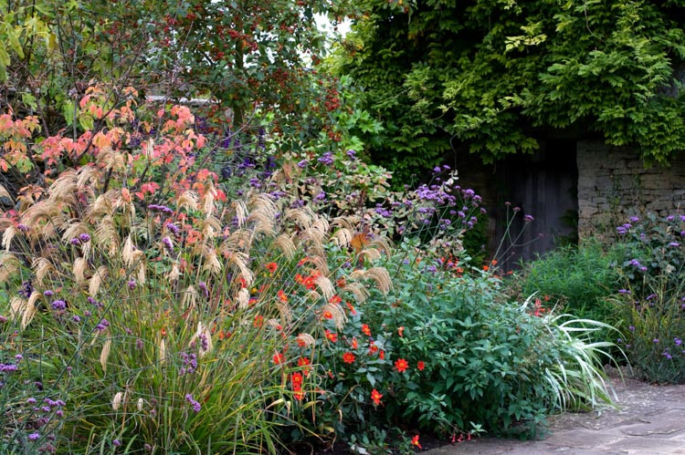 Dahlia coccinea, Scarlet Dahlia, Single-Flowering Dahlias, Red Dahlia Flowers, Dahlia Tubers, Dahlia Bulbs, Dahlia Flower, Dahlia Flowers, summer bulbs