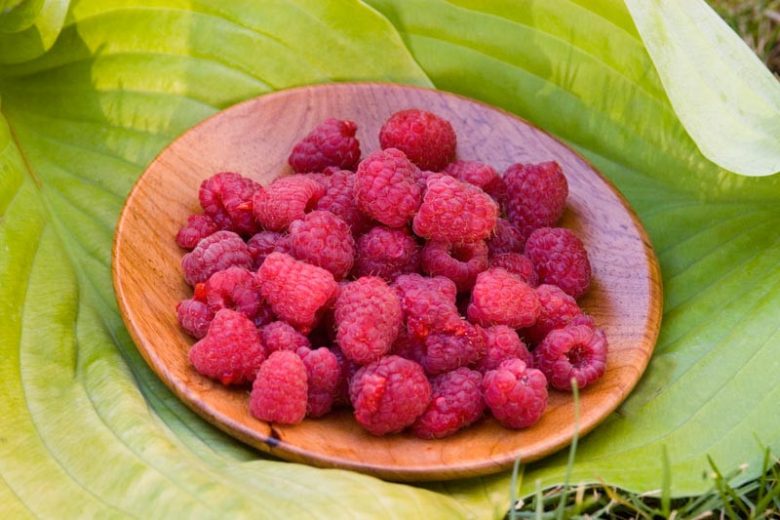 Rubus idaeus 'Heritage', Raspberry 'Heritage', Everbearing Raspberry, Raspberries, Red Berries, Fruiting Shrub