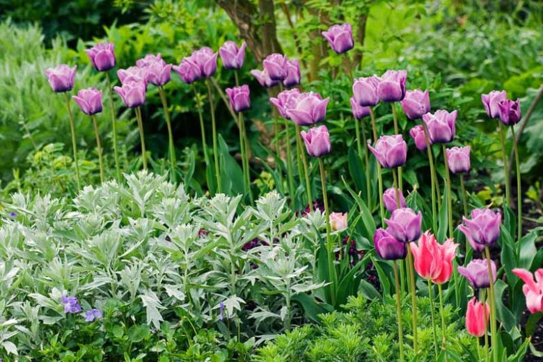 Tulipa 'Bleu Aimable', Tulip 'Bleu Aimable', Single Late Tulip 'Bleu Aimable', Single Late Tulips, Spring Bulbs, Spring Flowers, Purple Tulip,Blue Tulips