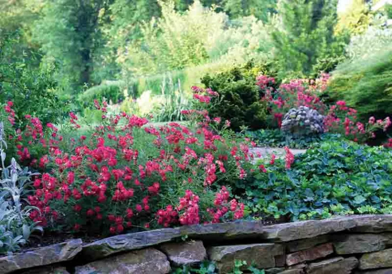Rosa 'Red Drift®', Rose 'Red Drift®', Rosa 'Meigalpio', Groundcover Roses, Red Roses
