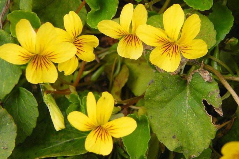 Viola glabella, Evergreen Violet, Pioneer Violet, Smooth Yellow Violet, Stream Violet, Shade plants, shade perennial, Yellow Violets, violet flowers, plants for shade