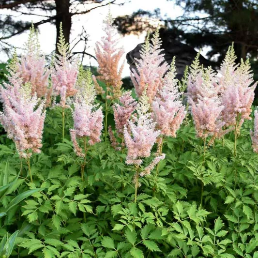 Chinese Astilbe 'Milk and Honey', False Spirea 'Milk and Honey', False Goat's Beard 'Milk and Honey', Astilbe 'Milk and Honey', White Astilbe, White False Spirea, White False Goat Beard