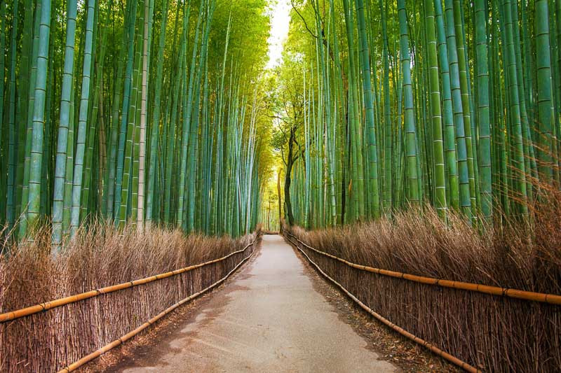 Phyllostachys