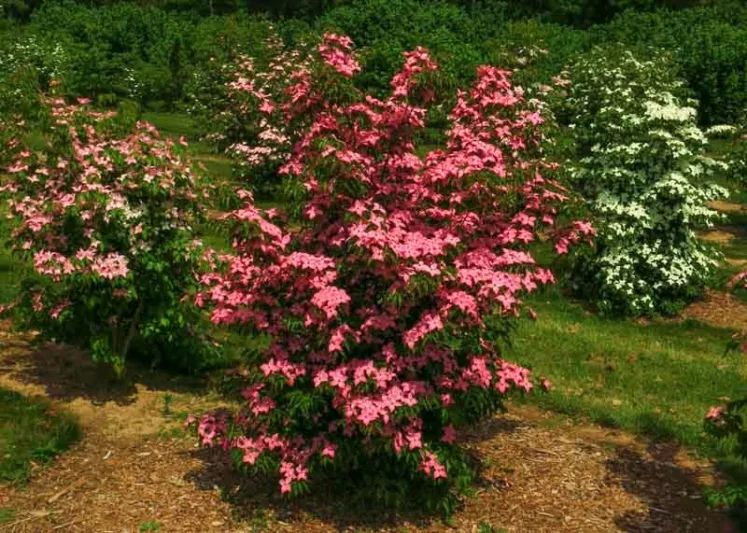 Cornus kousa Scarlet Fire, Scarlet Fire Dogwood, Kousa Scarlet Fire, Cornus kousa 'Rutpink', Deciduous Shrubs, Foliage, Fall color, Winter color, shrub with berries, Flowering tree, red fruits