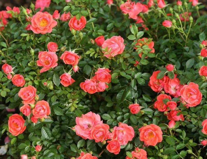 Rose Oso Easy Mango Salsa, Rosa Oso Easy Mango Salsa, Oso Easy Mango Salsa Rose, Shrub Roses, Rose bushes, Garden Roses, Rosa 'ChewperAdventure', Orange Roses, Orange Flowers, Groundcover Rose