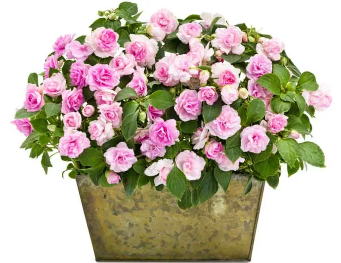 Impatiens walleriana 'Rockapulco Appleblossom', Rockapulco Appleblossom Impatiens,Double Impatiens, Pink Impatiens, Pink Flowers