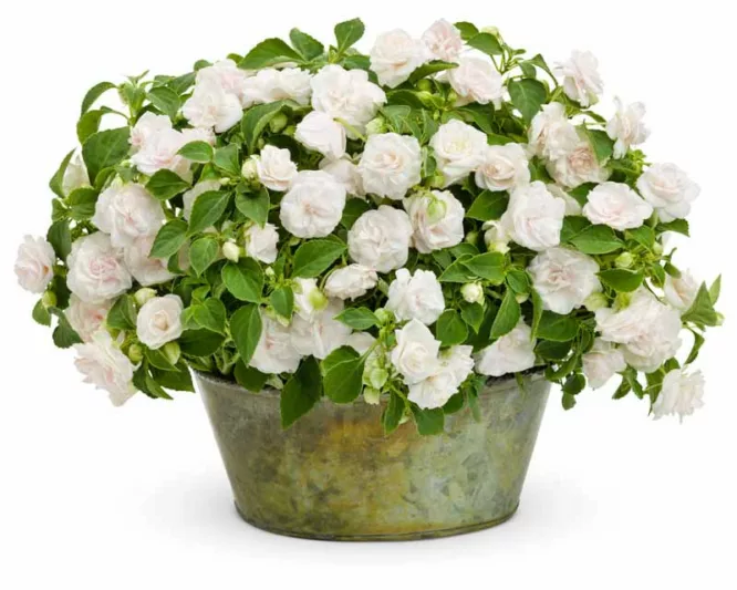 Impatiens walleriana 'Rockapulco White', Rockapulco White Impatiens,Double Impatiens, White Impatiens, White Flowers