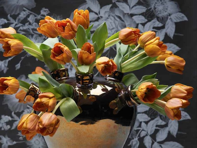 Tulip Cairo, Triumph Tulip