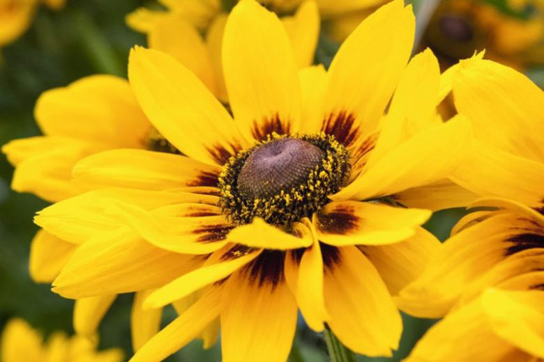 Denver Daisy Black-Eyed Susan, Denver Daisy Gloriosa Daisy, Gloriosa Daisy Denver Daisy, Rudbeckia Denver Daisy, Rudbeckia hirta Denver Daisy, Black-eyed Susan Denver Daisy, Rudbeckia Denver Daisy
