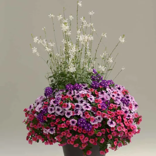 Gaura lindheimeri BELLEZA® White, BELLEZA® White Appleblossom Grass, BELLEZA® White Wandflower, BELLEZA® White Beeblossom, Oenothera lindheimeri BELLEZA® White, drought tolerant perennials, Pink Gaura, White flowers, deer tolerant flowers