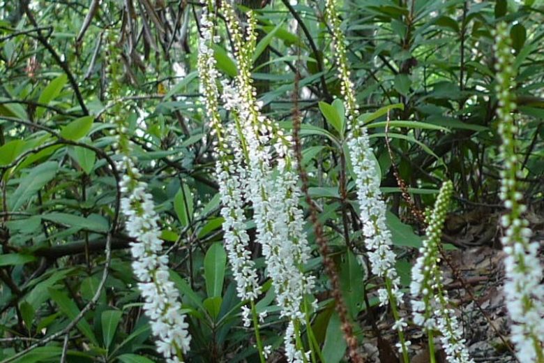 Galax urceolata, Beetleweed, Galax, Coltsfoot, Wand Flower, Galax aphylla, Shade perennials, Plants for shade
