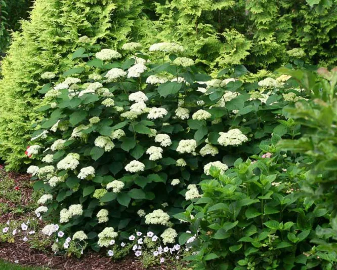 Hydrangea Arborescens Lime Rickey, Lime Rickey Smooth Hydrangea, Lime Rickey Wild Hydrangea, Smooth HydrangeaLime Rickey, Wild HydrangeaLime Rickey, Green Hydrangea