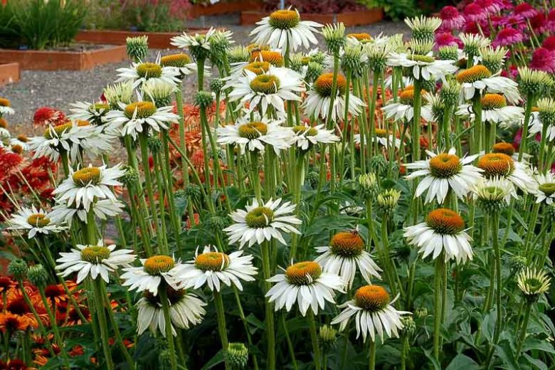 Echinacea Purpurea 'Fragrant Angel',Coneflower 'Fragrant Angel', Echinacea Purpurea 'Fragrant Angel', White coneflower, White coneflowers, White Echinacea, Coneflower, Coneflowers