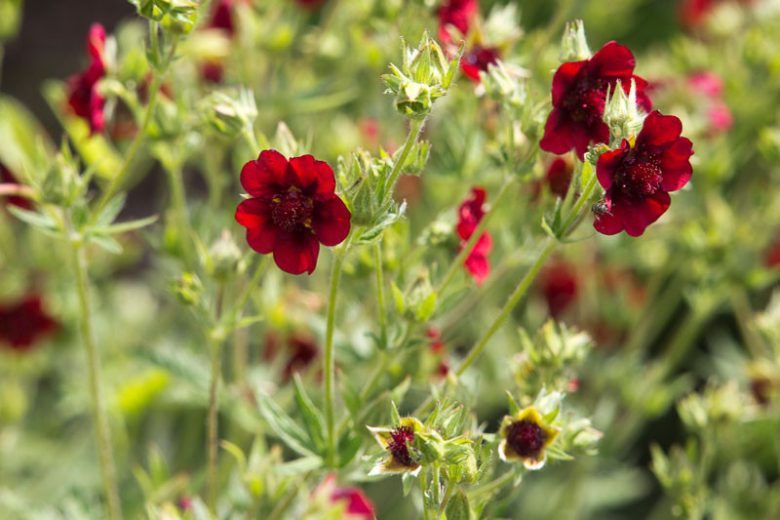 Potentilla thurberi 'Monarch's Velvet', Scarlet Cinquefoil 'Monarch's Velvet', Potentilla 'Monarch's Velvet', Red Potentilla, Red Flowers