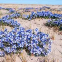 Polemonium boreale, Northern Jacob's Ladder, Arctic Jacob's Ladder, Blue Flowers