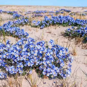 Polemonium boreale, Northern Jacob's Ladder, Arctic Jacob's Ladder, Blue Flowers