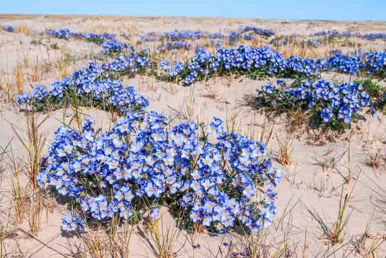 Polemonium boreale, Northern Jacob's Ladder, Arctic Jacob's Ladder, Blue Flowers