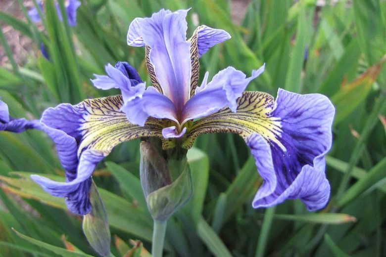 Iris setosa, Bristle-Pointed Iris, Beachhead Iris, Beach-head Iris, Wild Flag Iris, Alaska Iris, Iris versicolor 'Blue Light', Water Iris, Iris for Ponds, Perennial for wet soil, Perennial for poorly drained soils, Purple Flowers