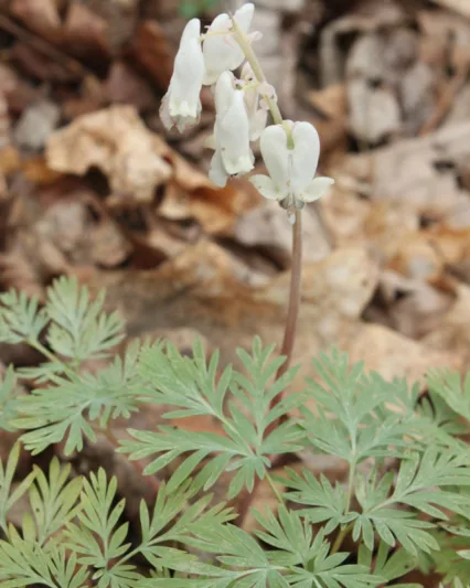 Dicentra canadensis, Squirrel Corn, Bicuculla canadensis, White Flowers, Shade Perennial