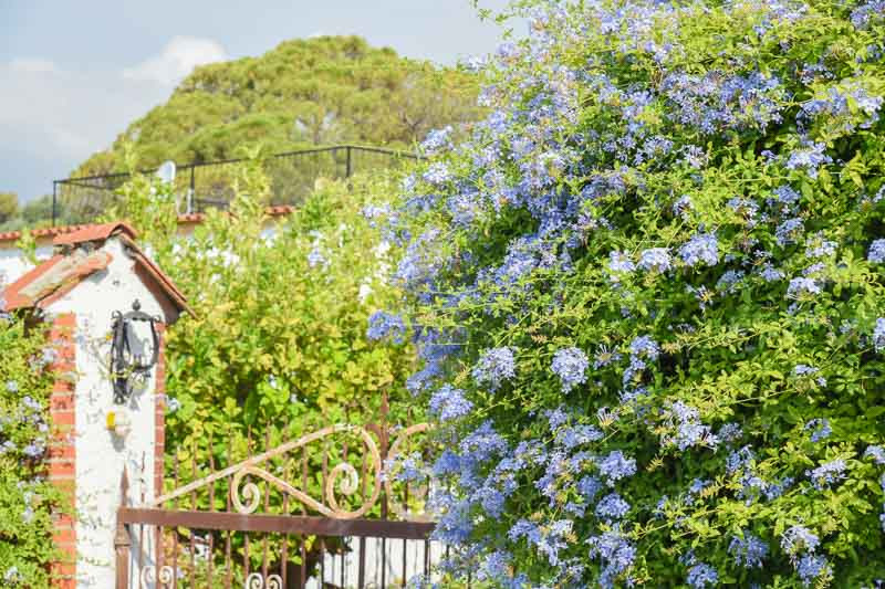 Plumbago, Cape Leadwort, Cape Plumbago, Leaderwort, Pumbago du Cap, Plumbago capensis, White Plumbago, Evergreen Shrubs, Blue Flowers, White Flowers