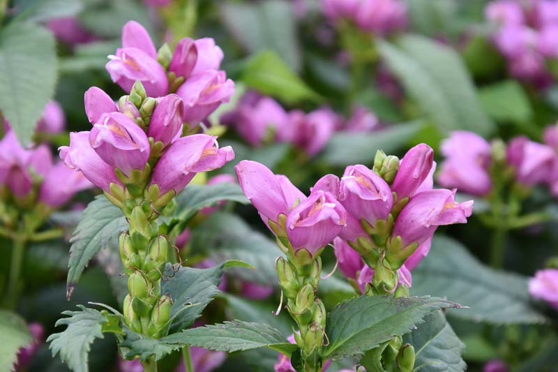 Chelone, Twisted Shell Flower, Turtlehead, Shellflower, Rose Turtlehead, Balmony, White Turtlehead