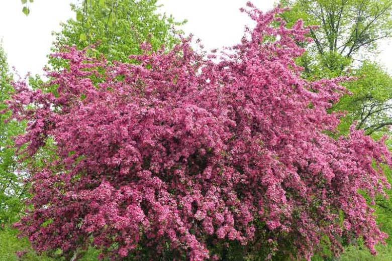 Crataegus laevigata 'Paul's Scarlet', Midland Hawthorn 'Paul's Scarlet',English Hawthorn 'Paul's Scarlet', Red fruit, red berries, Winter fruits, Red flowers,