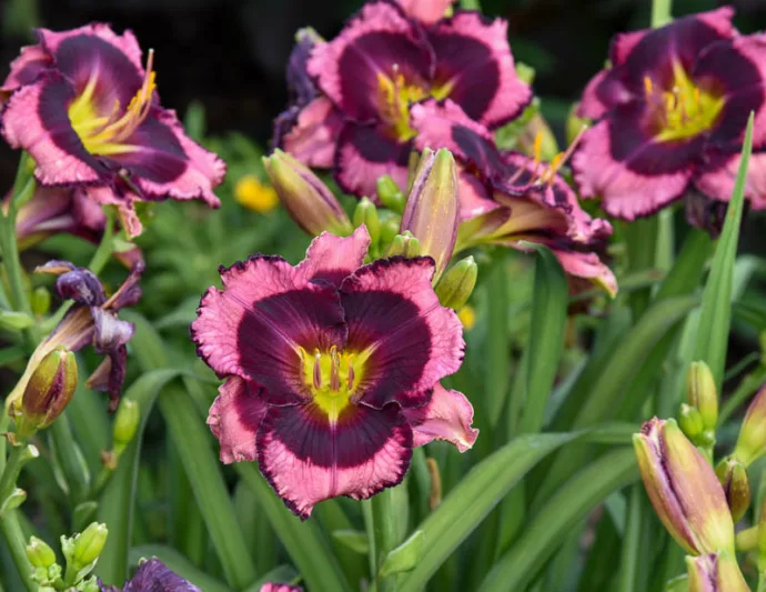 Hemerocallis Storm Shelter, Daylily Storm Shelter, Day Lily Storm Shelter, Storm Shelter Daylily, daylilies, Daylily, Day Lilies, Pink flowers, Pink day lily, Pink Daylily, Midseason Daylilies, Reblooming Daylilies