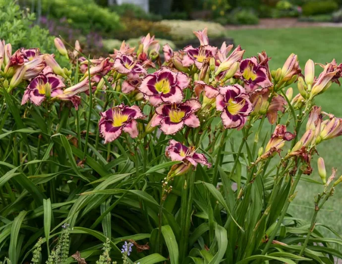 Hemerocallis Sound of My Heart, Daylily Sound of My Heart, Day Lily Sound of My Heart, Sound of My Heart Daylily, daylilies, Daylily, Day Lilies, Pink flowers, Pink day lily, Pink Daylily, Midseason Daylilies, Reblooming Daylilies