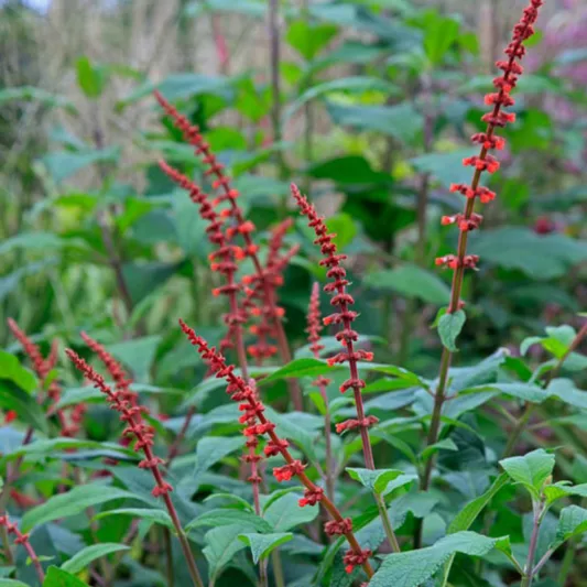 Salvia confertiflora, Sabra Spike Sage, Red Velvet Sage, Red salvia, Red sage