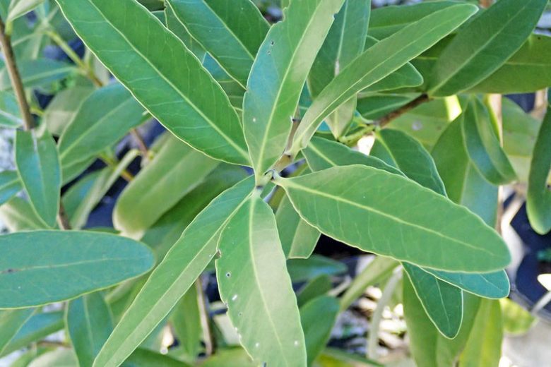 Avicennia germinans