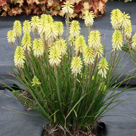 Kniphofia Poco Citron, Red Hot Poker Poco Citron, Poker Plant Poco Citron, Torch Lily Poco Citron, Tritoma Poco Citron, Kniphofia 'Tnknipo', Poco Series, Yellow flowers, Yellow Kniphofia, Yellow Red Hot Poker, Yellow Poker Plant, Yellow Torch Lily
