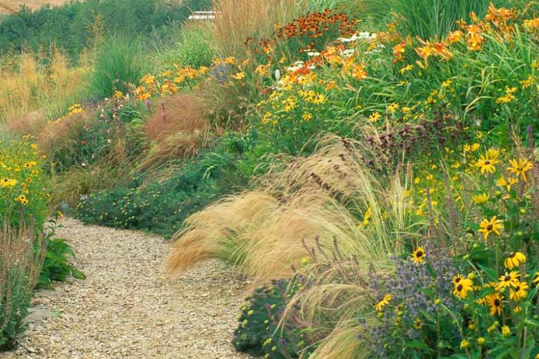 Hemerocallis 'Frans Hals', Daylily 'Frans Hals', Day Lily 'Frans Hals', 'Frans Hals' Daylily, daylilies, Daylily, Day Lilies, Red flowers, Orange day lily, Orange Daylily, Hemerocallidaceae, perennial, plant