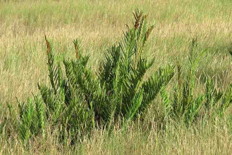 Acrostichum danaeifolium, Giant Leather Fern, Inland Leather Fern, Giant Fern, Acrostichum excelsum, Evergreen fern, Shade plants, shade perennial, plants for shade, plants for wet soil