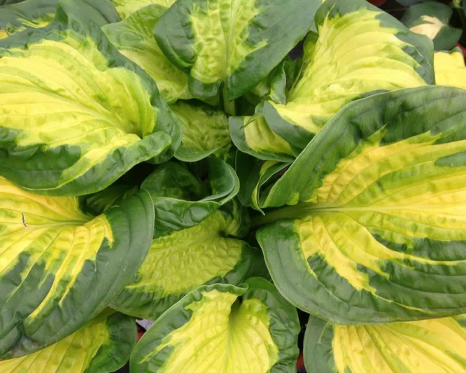Hosta Etched Glass, Plantain Lily Etched Glass, Etched Glass Hosta, Variegated Hosta, Shade perennials, Plants for shade