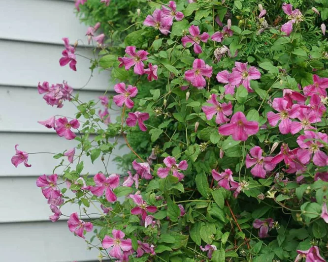 Clematis Pink Mink, Pink Mink Clematis, Clematis Viticella Pink Mink®, Clematis 'Krakowiak', group 3 clematis, Pink clematis, lavender clematis, Viticella clematis