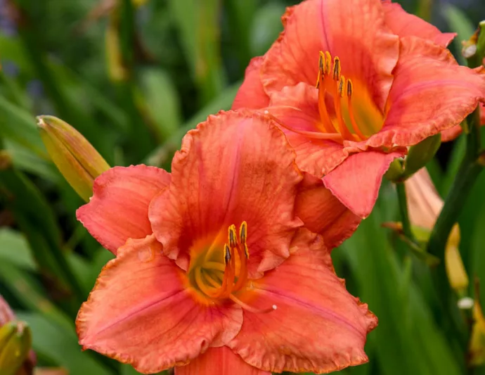 Hemerocallis South Seas, Daylily South Seas, Day Lily South Seas, South Seas Daylily, daylilies, Daylily, Day Lilies, Orange flowers, Orange day lily, Orange Daylily, Midseason Daylilies, Reblooming Daylilies