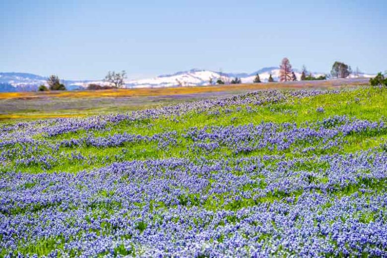 Lupinus nanus, Ocean-blue Lupine, Sky Lupine, Valley Sky Lupine, Field Lupine, Douglas' Annual Lupine, Dwarf Lupine, Blue Flowers, Blue annual