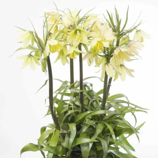 Fritillaria raddeana, Spring Flowers, mid Spring bloom, late Spring bloom, Green Flowers