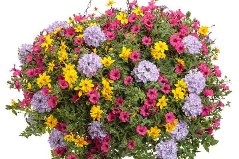 Petunia 'Supertunia Sangria Charm', Supertunia Sangria Charm Petunia, Mounding Petunia, Pink Petunia, Pink Flowers
