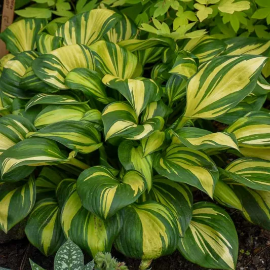 Hosta Rainbow's End, Variegated Plantain lily, Plantain Lily Rainbow's End, Shade perennials, Plants for shade