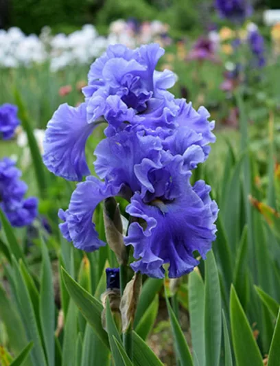 Iris 'Sea Power', Tall Bearded Iris 'Sea Power', Iris Germanica 'Sea Power', Fragrant Irises, Fragrant bearded irises, Mid Season Irises, Blue irises, Award Irises