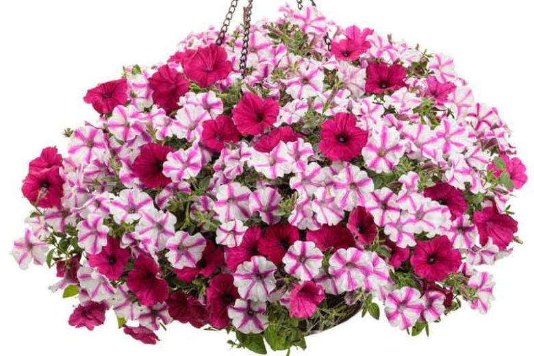 Petunia 'Supertunia Lovie Dovie', Supertunia Lovie Dovie Petunia, Mounding Petunia, Bicolor Petunia, Bicolor Flowers