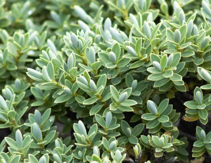 Hebe topiaria, Topiarist's Hebe, Evergreen Shrub, Small Shrub, Dwarf Shrub