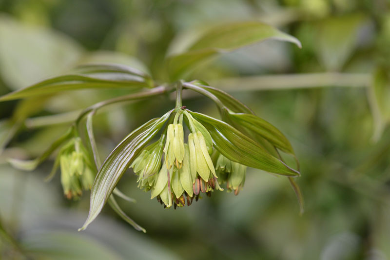 Disporum, Fairy Bells, Chinese Fairy Bells, Canton Fairy Bells, Yellow Fairy Bells, Japanese Fairy Bells, Shade-loving plants, Shade Perennials