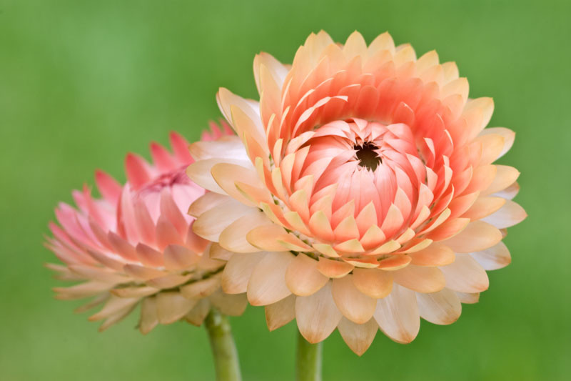 Helichrysum, helichrysum petiolare, helichrysum italicum, helichrysum bracteatum, Licorice Plant, Liquorice Plant, Everlasting Flower, Immortelle, Paper daisy, Strawflower,