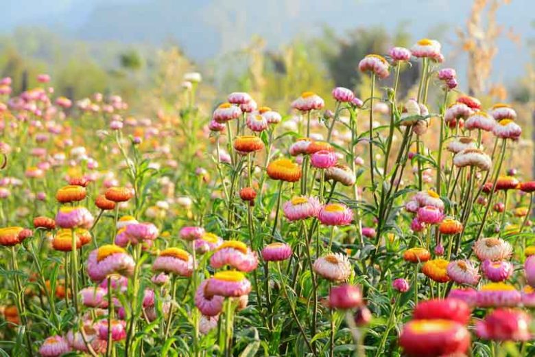 Helichrysum bracteatum, Everlasting Flower, Bracted everlasting, Golden everlasting, Immortelle, Paper daisy, Strawflower, Yellow Paper Daisy, Xerochrysum bracteatum, Bracteantha bracteata, Drought resistant plant