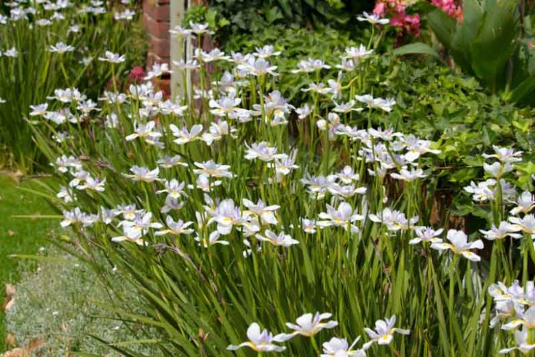 Dietes grandiflora,Fairy Iris, Wild Iris, Large Wild Iris, Dietes grandiflora 'Reen Lelie'